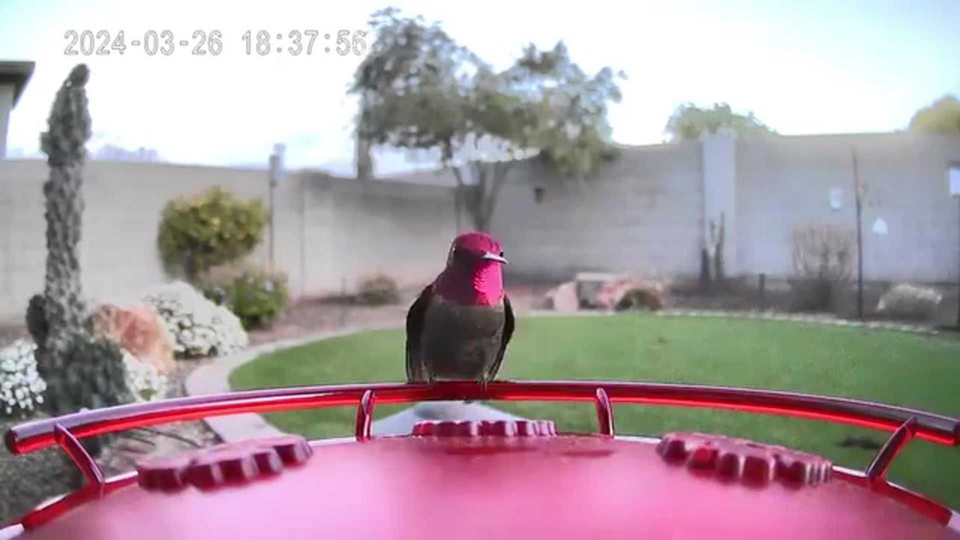 Trail Optics Smart Hummingbird Feeder