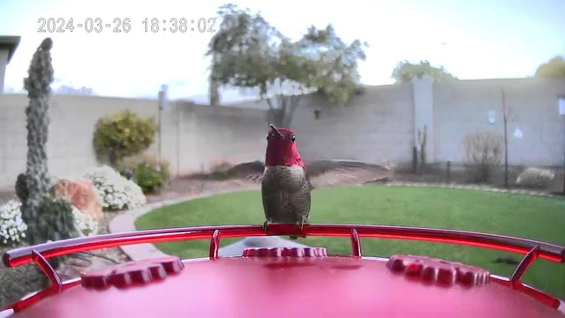 Trail Optics Smart Hummingbird Feeder