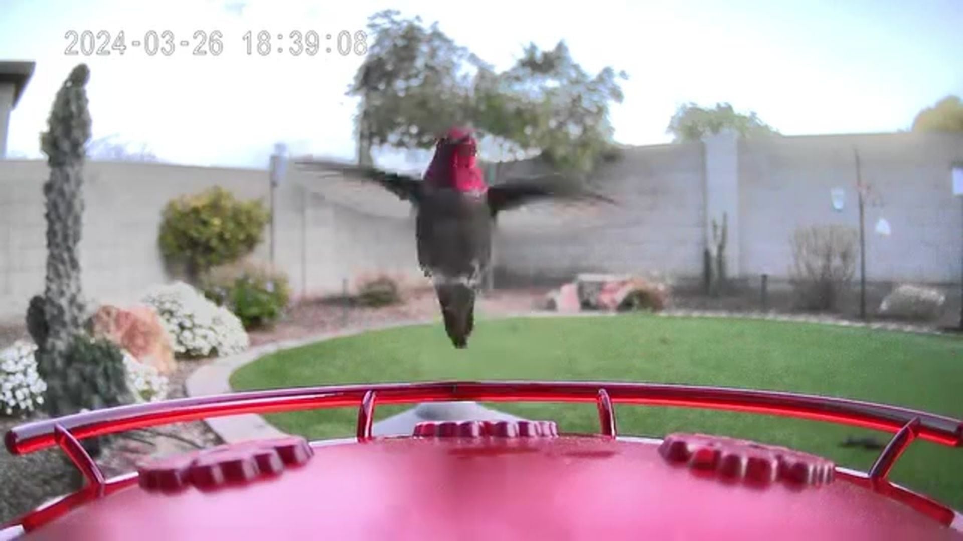 Trail Optics Smart Hummingbird Feeder