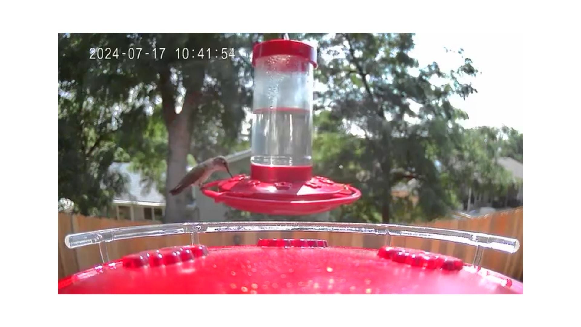 Trail Optics Smart Hummingbird Feeder